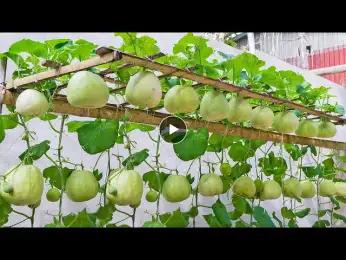 Easy and Effective - how to grow Honeydew Melon at home and harvest every day