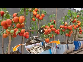 Miracle of growing super fruit tomatoes with just this fertilizer, how to grow tomatoes for beginner