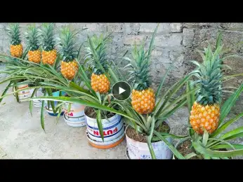 No need for a garden - Growing pineapple fruit at home gives unexpected yield