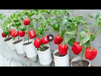 How to grow bell peppers in recycled plastic bottles: a high-yield new gardening method