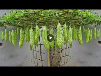 The secret to growing bitter melon for a lot of fruit, tips for growing bitter melon in tires