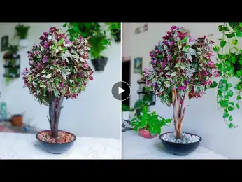 How to Grow Inch Plant Like a Tree Style for Indoor Table top Decoration- Plants Decor//GREEN PLANTS
